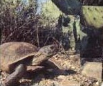 "Like all desert turtles, he knows his home, loves it, stays there, guards it."
